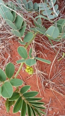 Senna italica arachoides