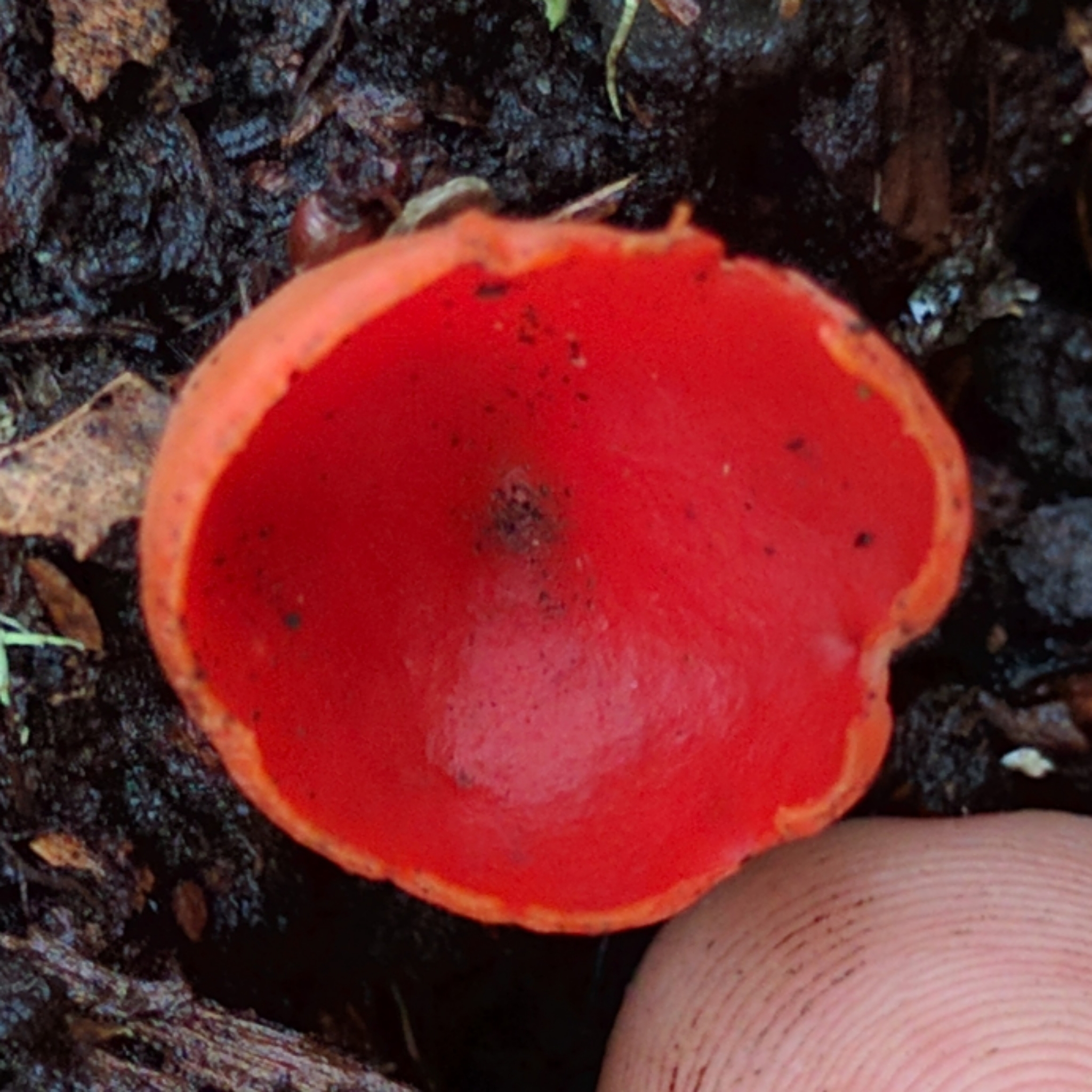 Sarcoscypha coccinea image