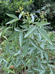 Searsia transvaalensis