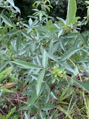 Searsia transvaalensis