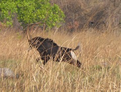 Hippotragus niger kirkii