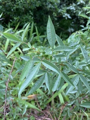 Searsia transvaalensis