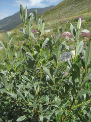 Salix pantosericea