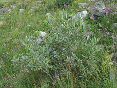 Salix pantosericea