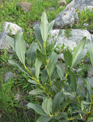 Salix pantosericea