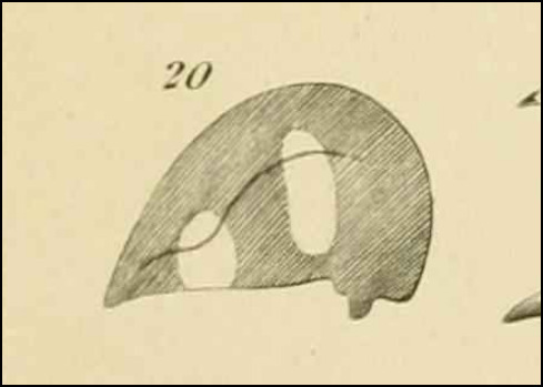 Membracis carinata