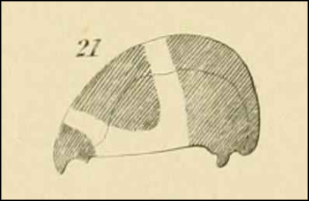 Membracis fairmairi