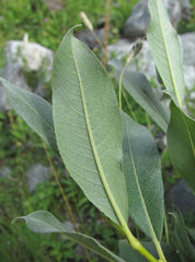 Salix pantosericea