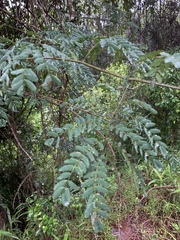 Adenopodia spicata