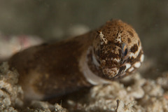 Nasal-Flap Moray photo 1