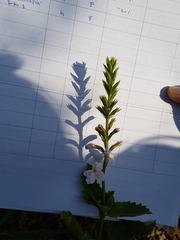 Pitraea cuneato-ovata