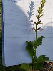 Pitraea cuneato-ovata