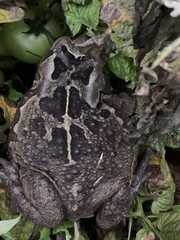 Sclerophrys pardalis