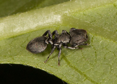 Cephalotes cristatus