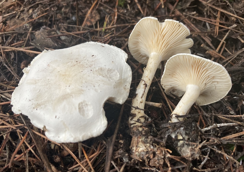 Hygrophorocybe nivea