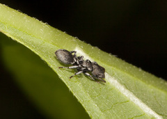 Cephalotes cristatus