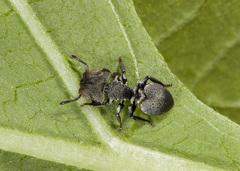 Cephalotes cristatus