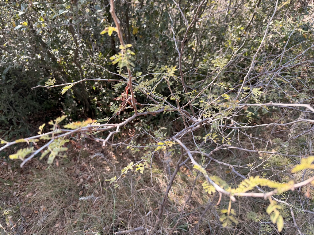 Mimosa aculeaticarpa; photograph (c) Luke Padon, some rights reserved (CC BY)