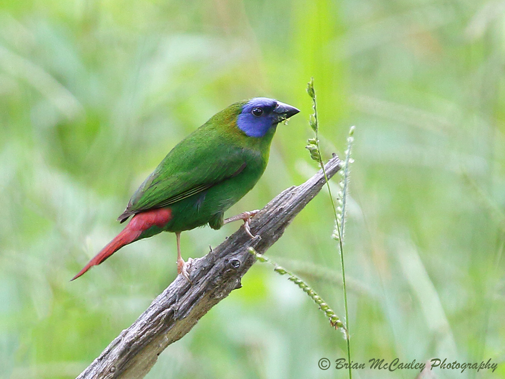 Blue-Faced Parrot-Finch
