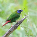 Blue-faced Parrotfinch - Photo (c) Brian McCauley, some rights reserved (CC BY-NC)