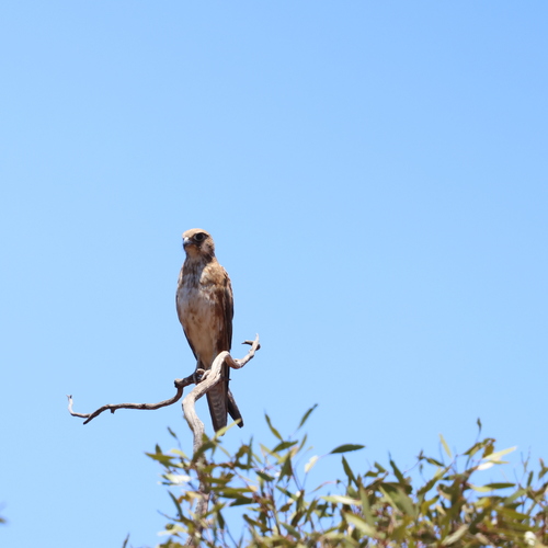 Brown Falcon