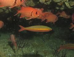 Pterocaesio chrysozona