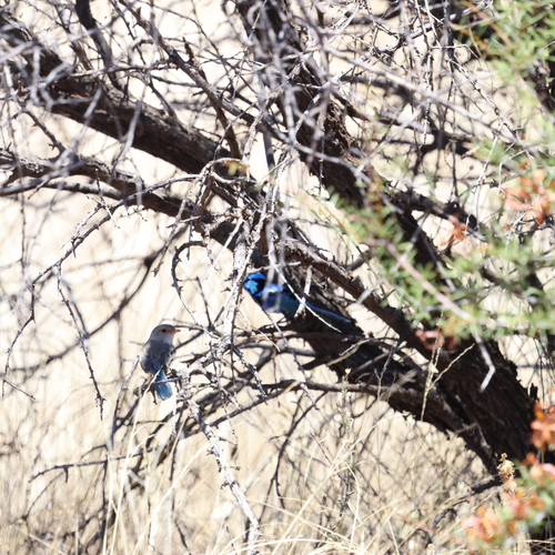 Splendid Fairywren