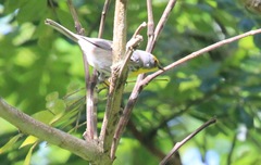 Setophaga pityophila