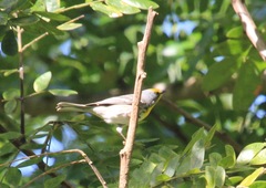 Setophaga pityophila