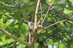 Setophaga pityophila