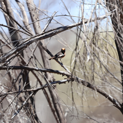 Red-capped Robin