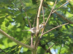 Setophaga pityophila