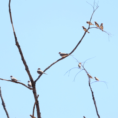 Zebra Finch