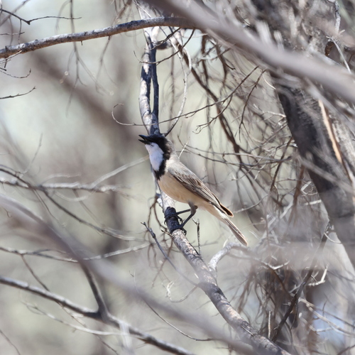 Rufous Whistler