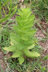 Pterocaulon polystachyum