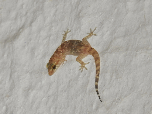 Mediterranean House Gecko