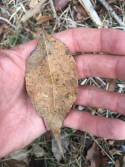 Diospyros virginiana