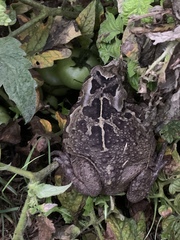 Sclerophrys pardalis