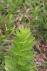 Pterocaulon polystachyum
