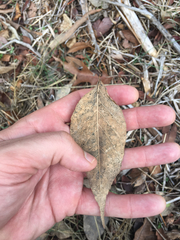 Diospyros virginiana