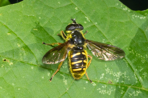 Unknown species found near Muskego, WI, USA