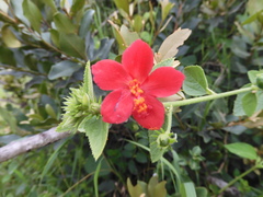 Hibiscus aponeurus