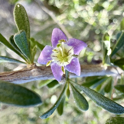 Baja desert-thorn (Lycium brevipes)