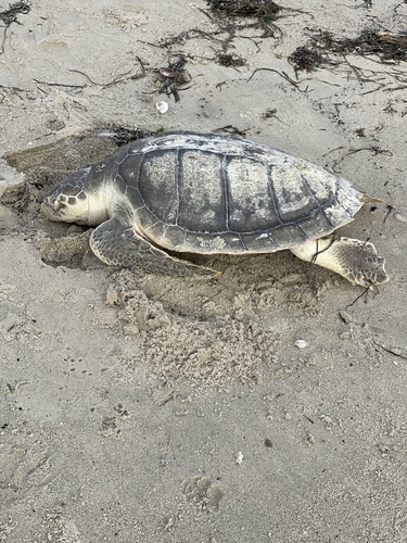 Kemp's Ridley Sea Turtle observed by marvelliott
