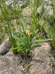 Eriosema salignum