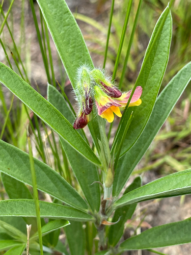 Eriosema salignum, photograph 2