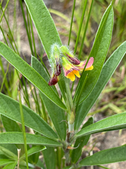 Eriosema salignum, photograph (c) Sunčana Bradley, some rights reserved (CC BY)