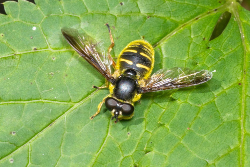 Unknown species found near Muskego  Park