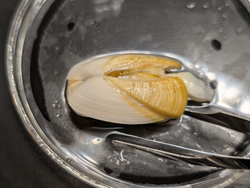 rostrate gastrochaenid
