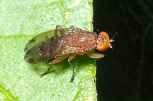 Unknown species found near Muskego  Park